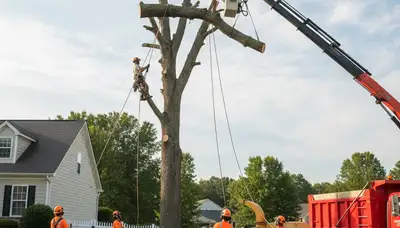 Professional arborists performing safe tree removal with crane at a Greenville NC residential property