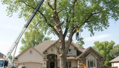 Arborists using bucket truck for large tree removal in Fountain, Greenville NC neighborhood
