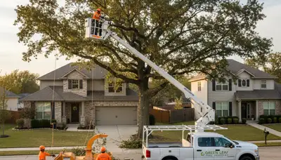 Professional tree removal service in Greenville, NC safely cutting down a large oak tree