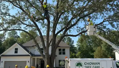 Professional tree removal service in Greenville NC clearing large oak safely