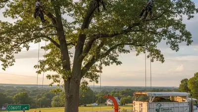 Professional tree removal service in Greenville NC safely clearing large oak trees