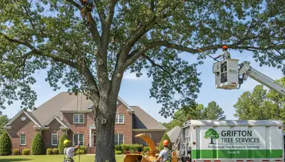 Professional tree removal service in Greenville NC clearing large oak safely