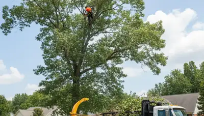 Professional tree removal service in Greenville NC safely cutting and clearing large oak tree