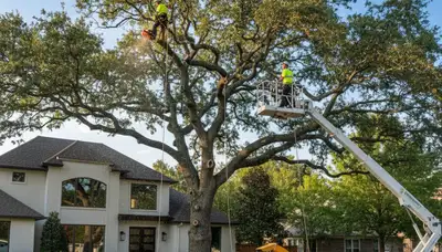 Arborist trimming large oak tree in Greenville, NC for Chop Chop Tree professional tree care service