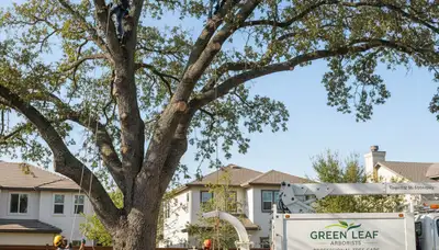 Arborists trimming overgrown oak branches in Greenville, NC for Chop Chop Tree’s professional tree service
