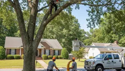 Professional tree removal service in Greenville NC safely cutting and clearing large oak trees