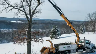 Professional tree removal service in Greenville, NC safely cutting and clearing large backyard trees