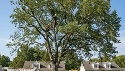 Professional tree removal service in Greenville NC by certified arborists at Tree Trimming Greenville NC