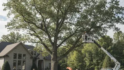 Professional tree removal service in Greenville NC safely cutting and clearing large oak tree