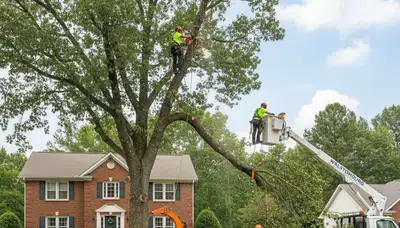 Professional tree removal service in Greenville NC clearing large oak safely