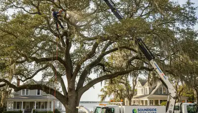 Professional tree removal service in Greenville NC clearing large oak safely