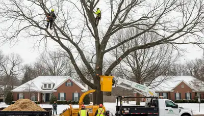 Professional tree removal team at work in Greenville, NC clearing large oak safely