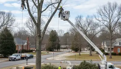 Professional tree removal service in Greenville NC by certified arborists