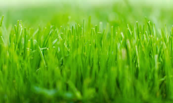 Lawn Service in Greenville NC Lawn Care in Greenville NC Lawn Mowing in Greenville NC Lawn Professionals in Greenville NC