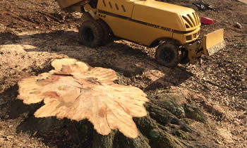 Stump Removal in Greenville NC Stump Removal Services in Greenville NC Stump Removal Professionals Greenville NC Tree Services in Greenville NC