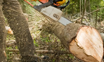Tree Service in Greenville NC Tree Service Estimates in Greenville NC Tree Service Quotes in Greenville NC Tree Service Professionals in Greenville NC 