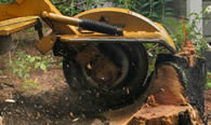 Stump Removal in Greenville NC